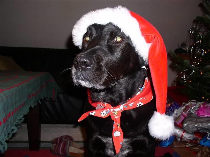 Blanding af racer Olfert billede 3