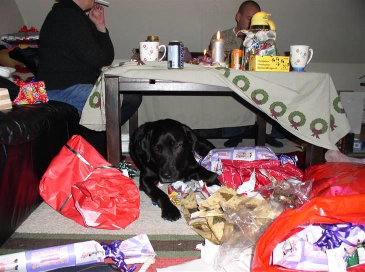 Blanding af racer Olfert billede 4