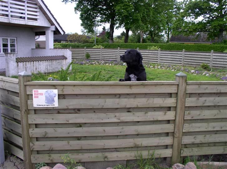 Blanding af racer Olfert billede 5