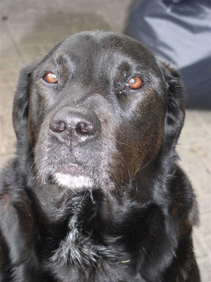 Blanding af racer Olfert billede 6