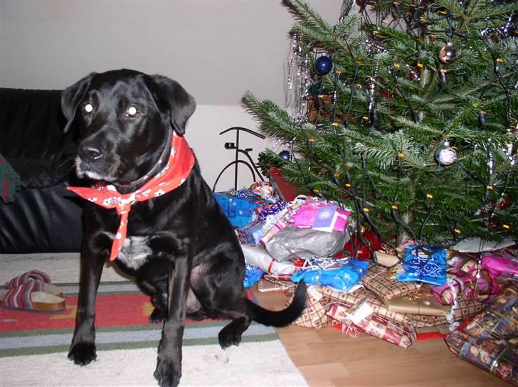 Blanding af racer Olfert billede 7