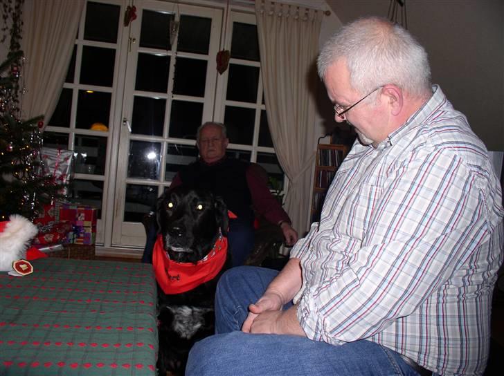 Blanding af racer Olfert billede 8