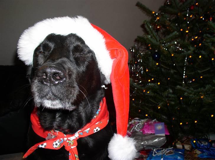 Blanding af racer Olfert billede 9