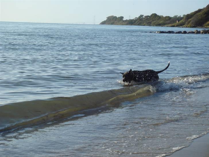 Staffordshire bull terrier Chili - Spiser lige vandet billede 11