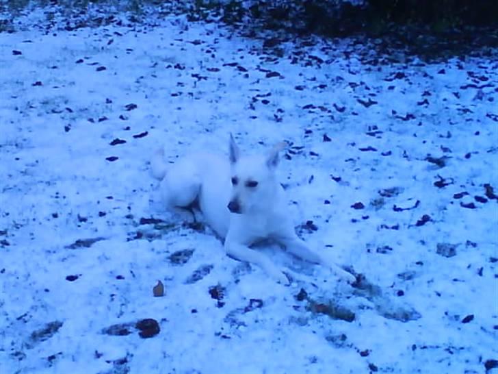 Blanding af racer jessi billede 9