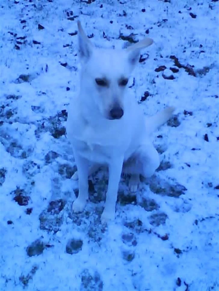 Blanding af racer jessi billede 10