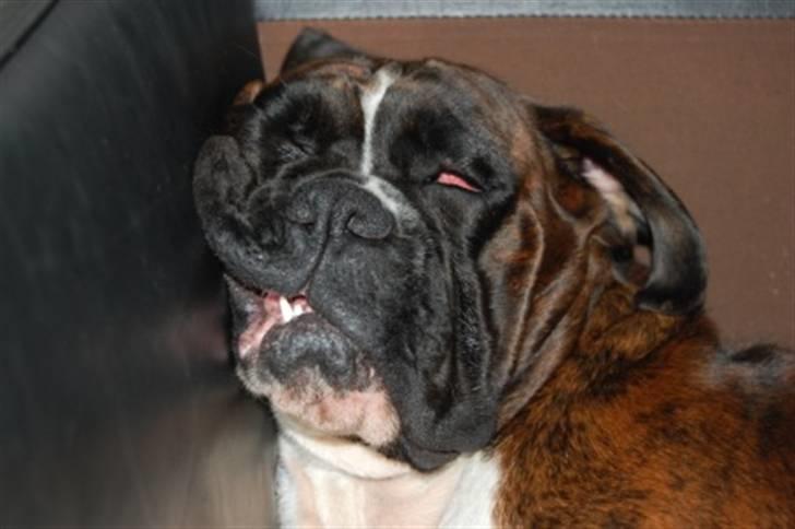 Boxer Eko - Køn? billede 1