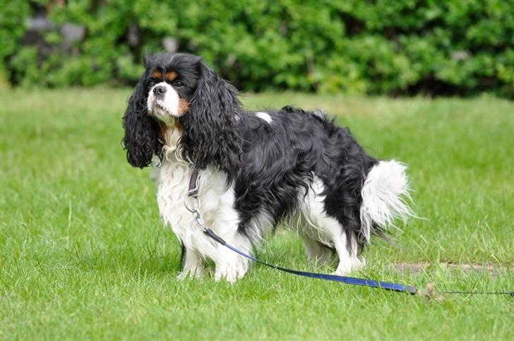 Cavalier king charles spaniel - Bobby - Velkommen til Bobby´s profil! Giv en bedømmelse, og læg en kommentar :) .. billede 1