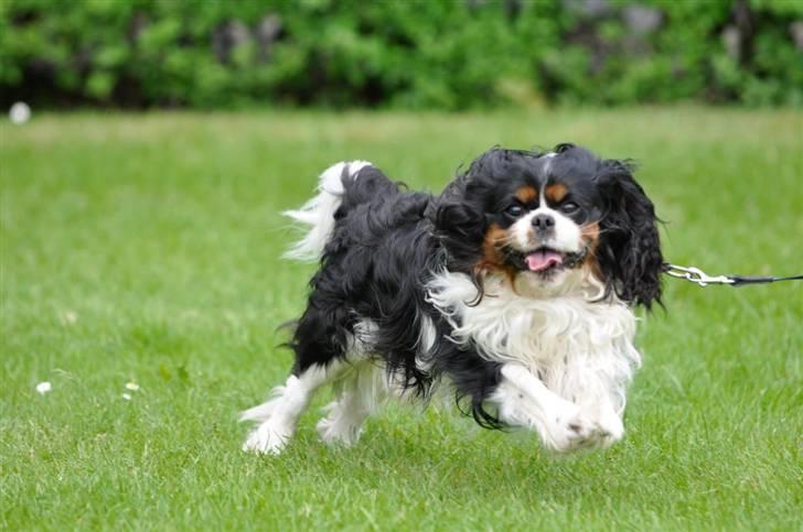 Cavalier king charles spaniel - Bobby - Meget pels har han :) billede 2