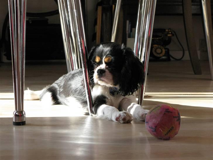 Cavalier king charles spaniel - Bobby - Ser liiidt doven ud .. :p .. (d.13/2-09) Fotograf: Sarah (mig) billede 3