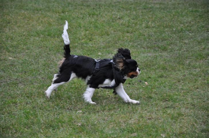 Cavalier king charles spaniel - Bobby - d. 16/3-09 I fuldfart med ører og hale rejst .. =) billede 4