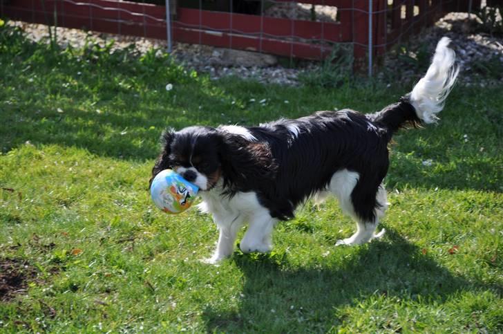 Cavalier king charles spaniel - Bobby - Her ser man lidt dum ud med en bold i munden. :p :D billede 5