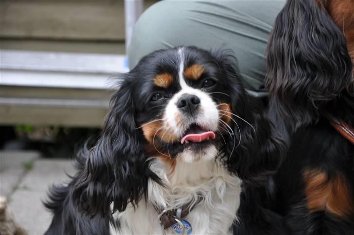 Cavalier king charles spaniel - Bobby - Ude i haven (d. 21/5-09) billede 6