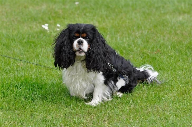 Cavalier king charles spaniel - Bobby - hmm..  billede 7