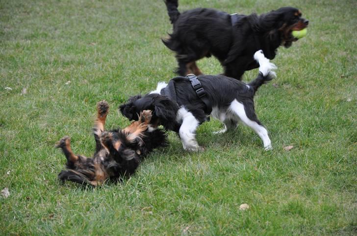 Cavalier king charles spaniel - Bobby - d. 16/3-09 Leger med Bella på græsplænen .. =) billede 8