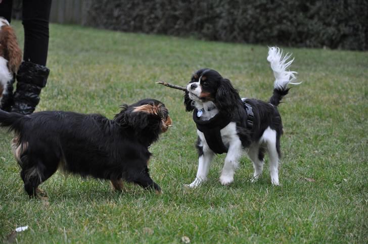 Cavalier king charles spaniel - Bobby - d. 16/3-09 Yes! Jeg fik pinden xD billede 9