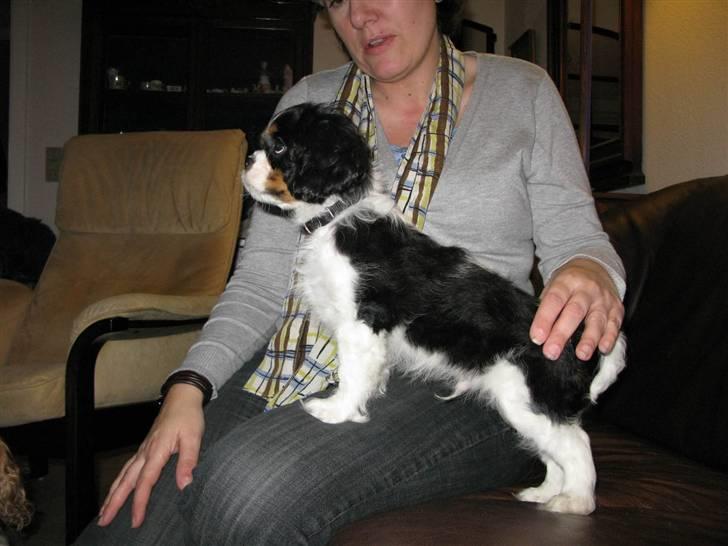 Cavalier king charles spaniel - Bobby - "Stolt er jeg" :D  billede 11