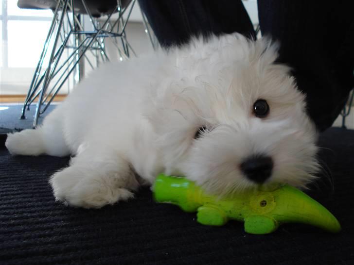 Coton de tulear Bailey billede 11