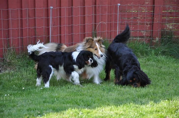 Cavalier king charles spaniel - Bobby - Sammen med drengene .. :D billede 12