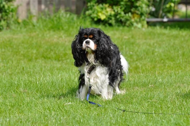 Cavalier king charles spaniel - Bobby - ....  billede 13