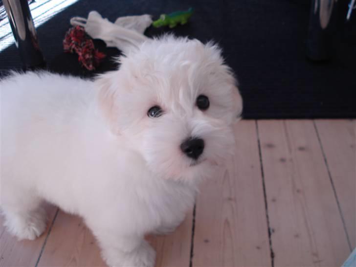 Coton de tulear Bailey billede 12