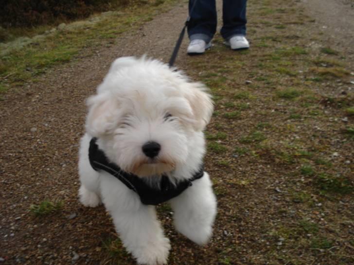 Coton de tulear Bailey - på tur i skoven billede 13