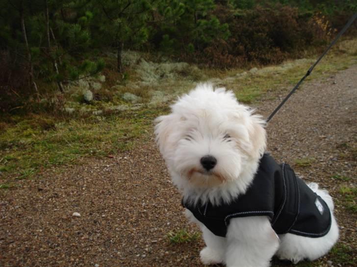 Coton de tulear Bailey - Jeg har fået dækken på, da jeg godt kan fryse i det kolde vejer billede 14