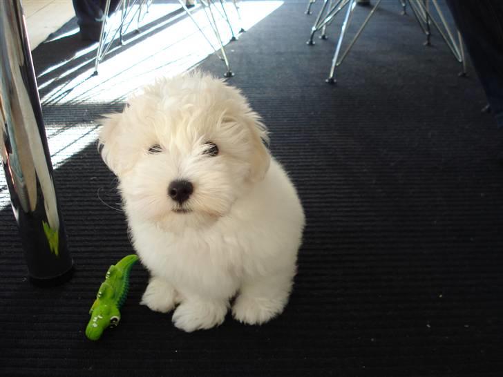 Coton de tulear Bailey billede 15