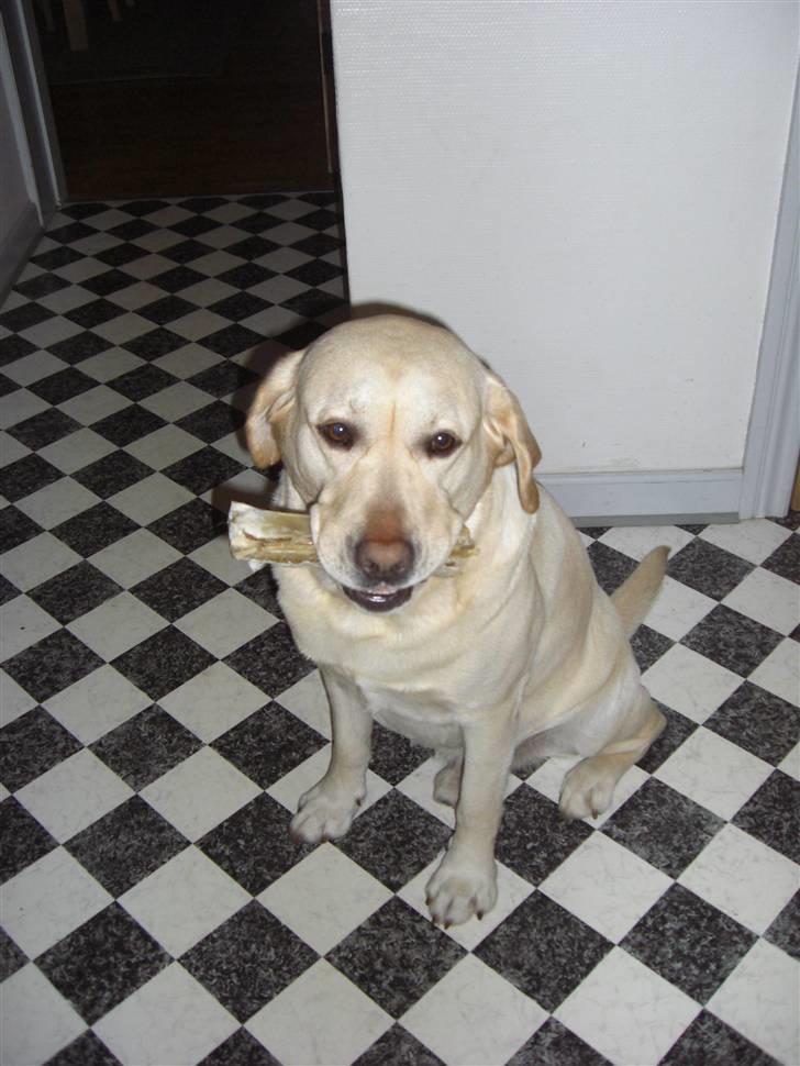 Labrador retriever Balder - Balder med sit højtelskede tyggeben (:  billede 8