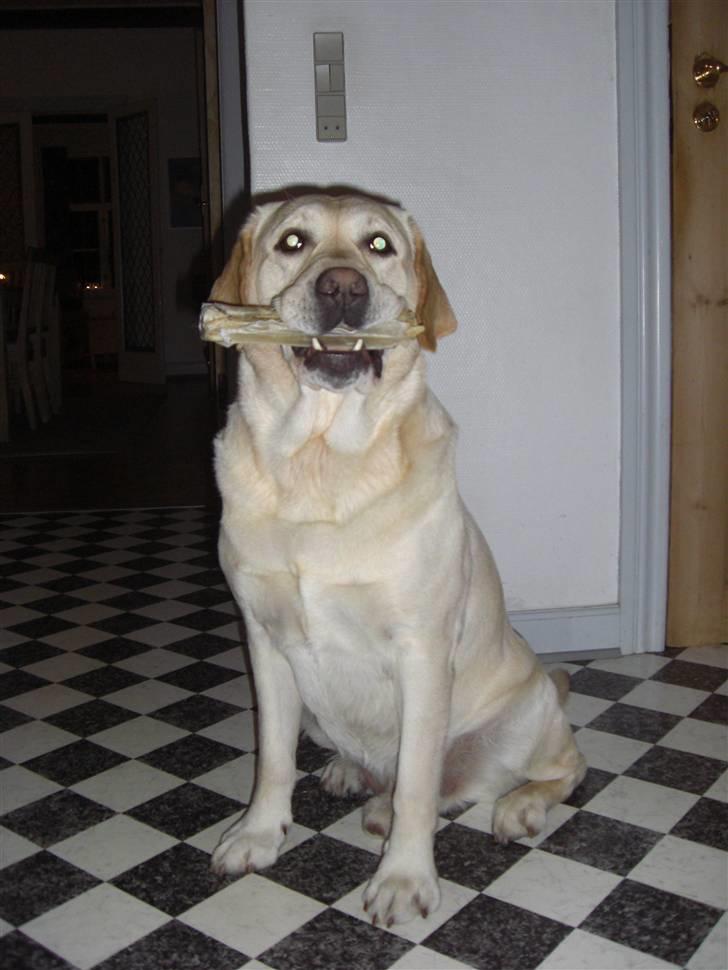 Labrador retriever Balder - dejlig<3  billede 9