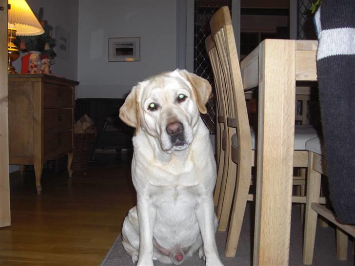 Labrador retriever Balder - ´´hvad er det for en lyd?´´ billede 10