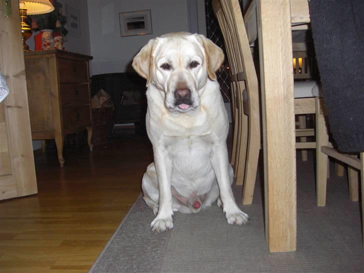 Labrador retriever Balder - med tungen ude af munden :D ´´gi mig mit tyggeben!´´  billede 11