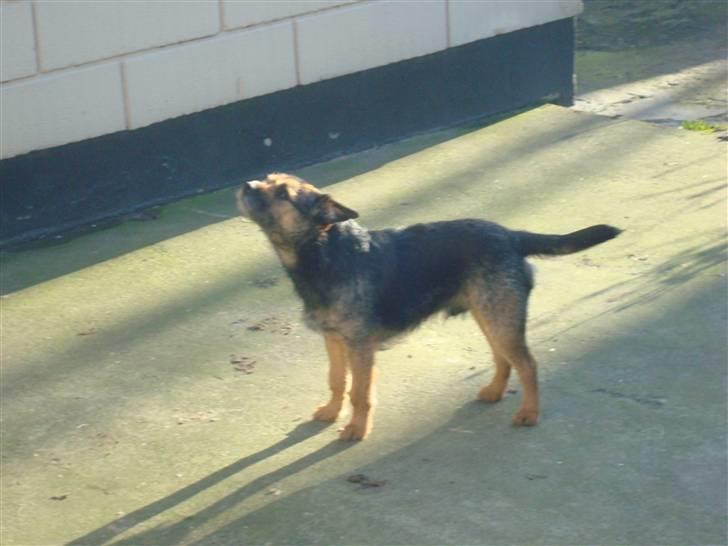 Border terrier Dalshøj´s Blue Diamond (Basse) - basse drengen jeg er sikker på han drømmer om et eller andet, når han bare kigger sådanne op i skyerne! billede 3