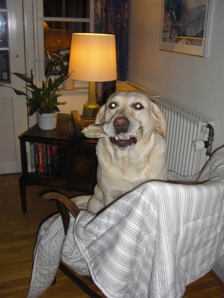 Labrador retriever Balder - Balder når han er meget hyber og meget glad xD  billede 12