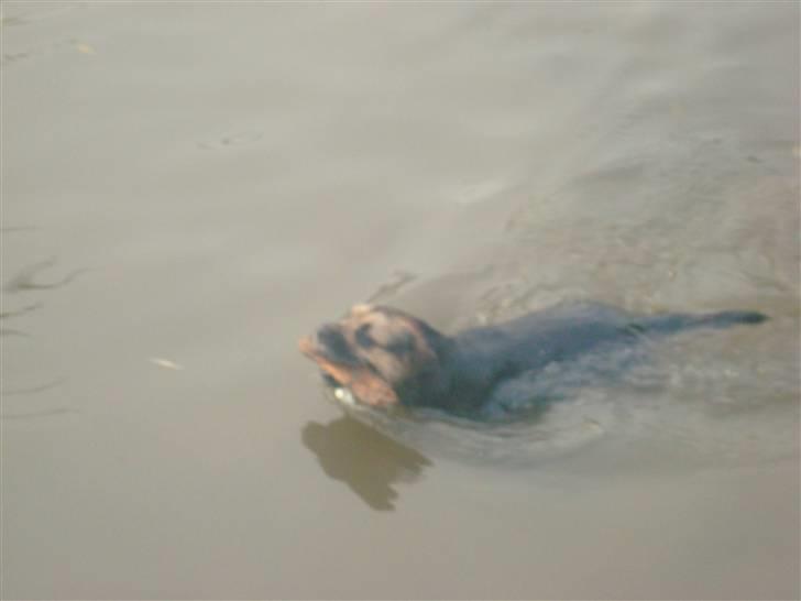 Border terrier Dalshøj´s Blue Diamond (Basse) billede 5