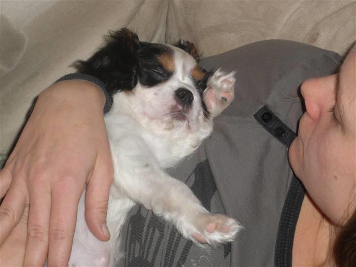 Cavalier king charles spaniel Anton billede 9