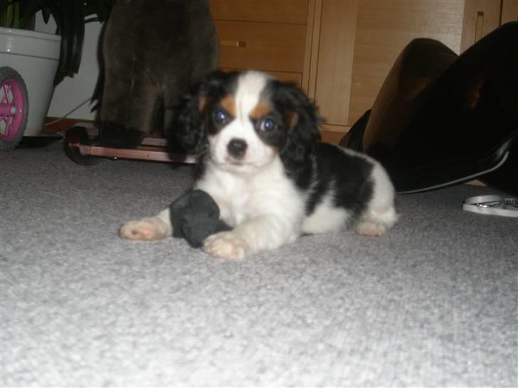 Cavalier king charles spaniel Anton billede 10