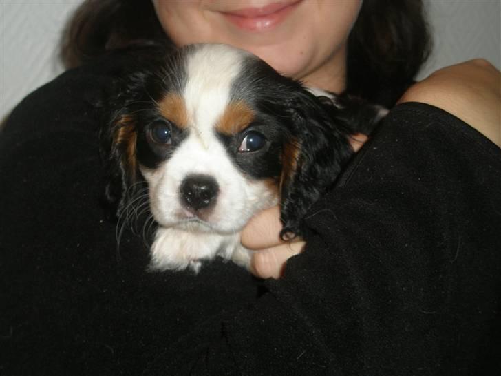 Cavalier king charles spaniel Anton billede 11