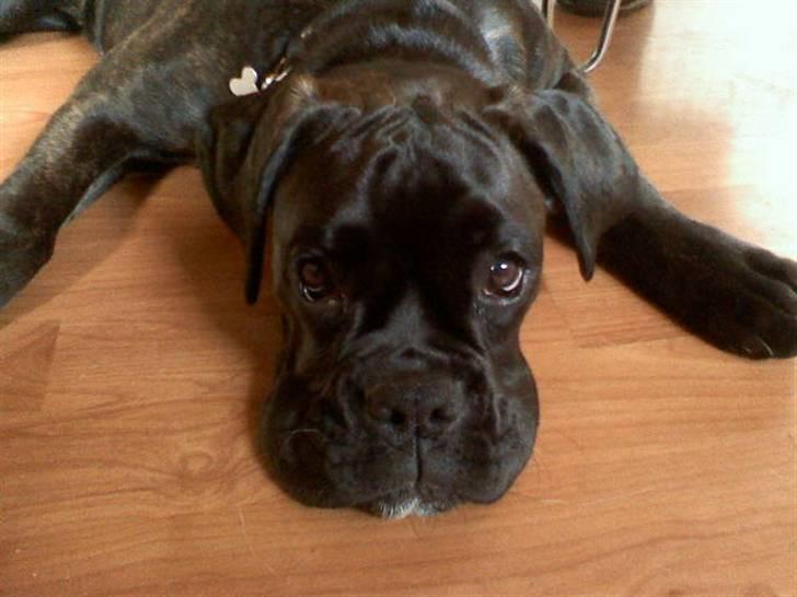 Boxer tika billede 1