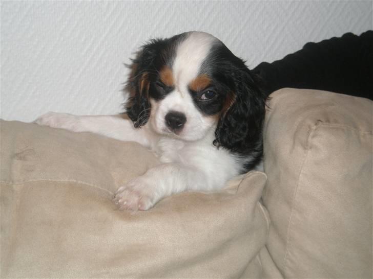 Cavalier king charles spaniel Anton billede 12