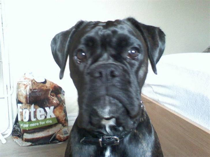 Boxer tika billede 2