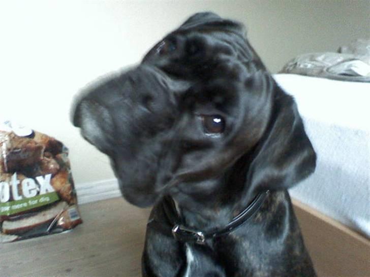 Boxer tika billede 3