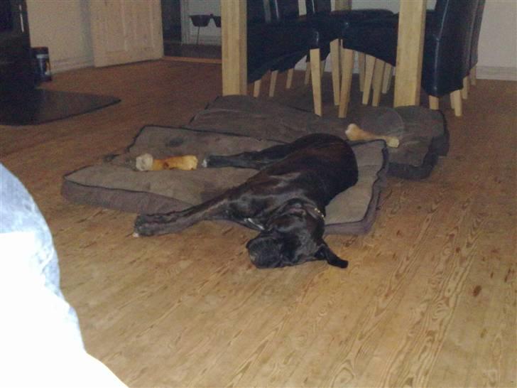 Boxer tika billede 4