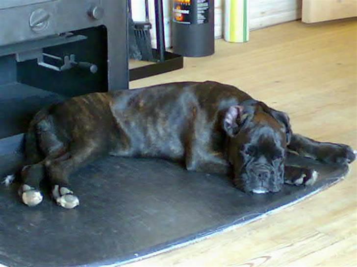 Boxer tika billede 5