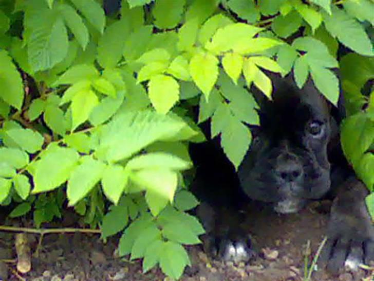 Boxer tika billede 6