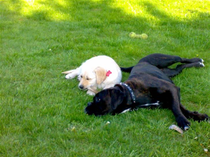 Boxer tika billede 7