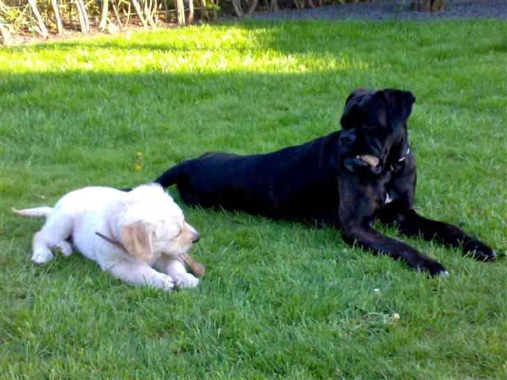 Boxer tika billede 8