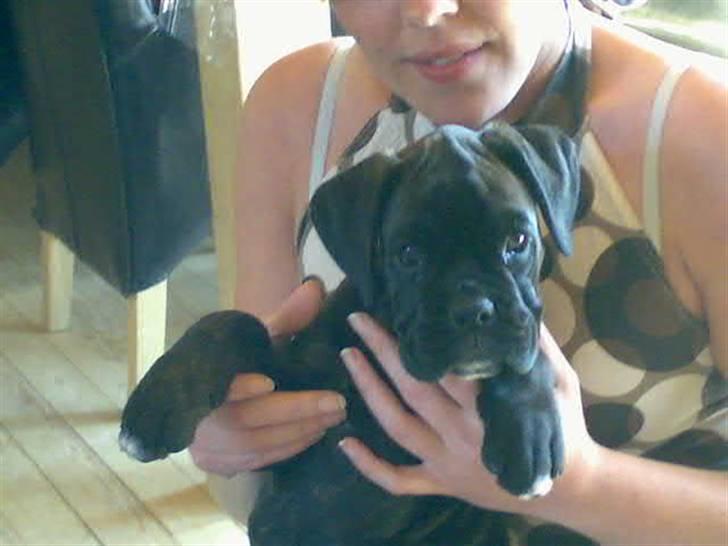 Boxer tika billede 9