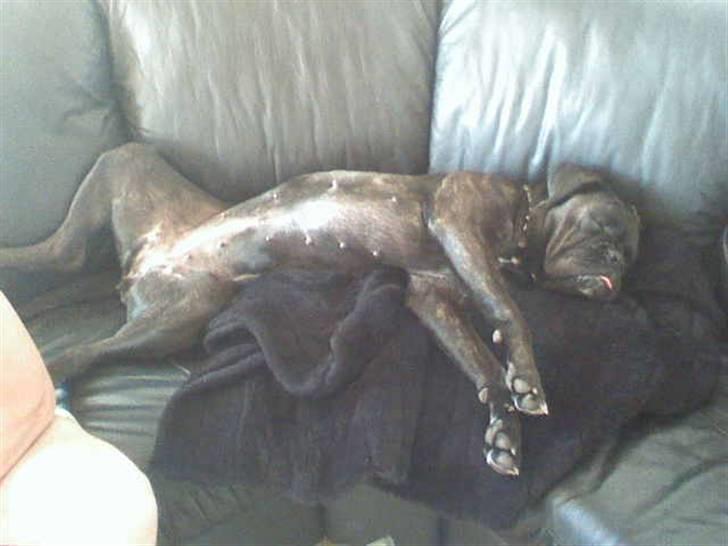 Boxer tika billede 10