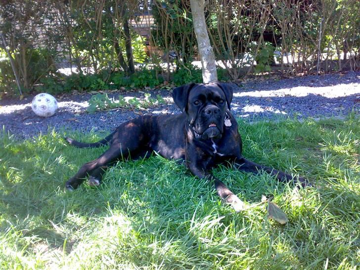 Boxer tika billede 11